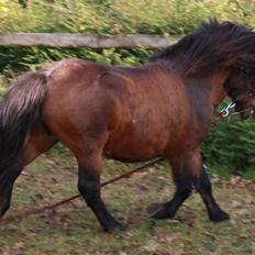 Anden særlig race Nørre Eskær´s Rambler