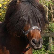 Anden særlig race Nørre Eskær´s Rambler