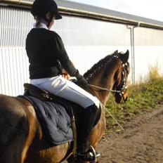 Welsh Cob (sec D) tintin´´ SOLGT´´