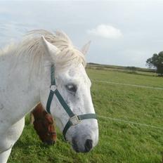 Islænder Surtur fra Fårup
