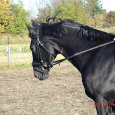 Hollandsk Varmblod Zorro B