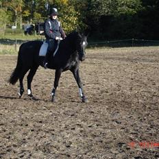 Hollandsk Varmblod Zorro B