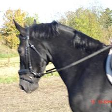 Hollandsk Varmblod Zorro B