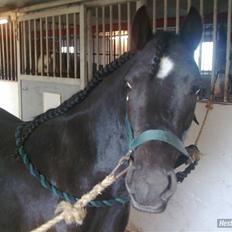 Anden særlig race Blackie solgt