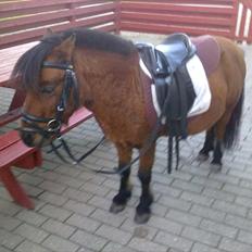 Shetlænder Spivrit<3