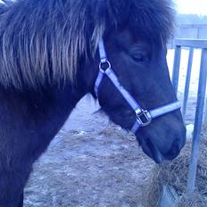 Islænder Dimma F Holmgård SOLGT!