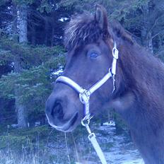 Islænder Dimma F Holmgård SOLGT!