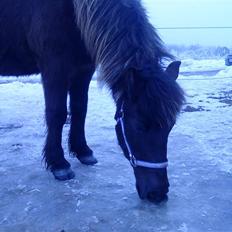 Islænder Dimma F Holmgård SOLGT!