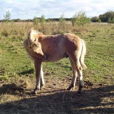 Fjordhest Søndergaard's Thor