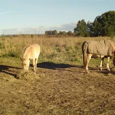Fjordhest Søndergaard's Thor