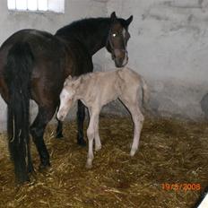 DSP Hesselholts Duke - SOLGT