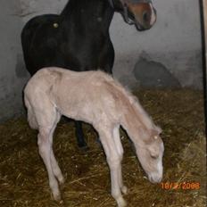 DSP Hesselholts Duke - SOLGT