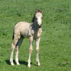 Connemara Hesselholts Killroy - SOLGT