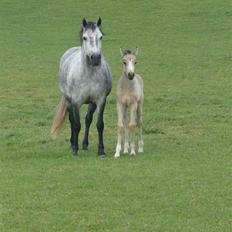 Connemara Hesselholts Killroy - SOLGT