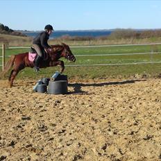 Shetlænder Ronja[Solgt]ISavnet<333