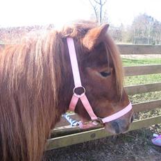 Shetlænder Ronja[Solgt]ISavnet<333