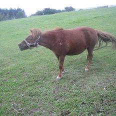 Shetlænder Ronja[Solgt]ISavnet<333