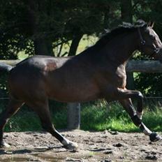 Holstener Kiss Me Quick - Solgt