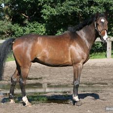 Holstener Kiss Me Quick - Solgt