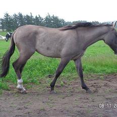 Oldenborg / Fjordhest    La Toya