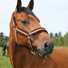 Dansk Varmblod Cassiopeia †