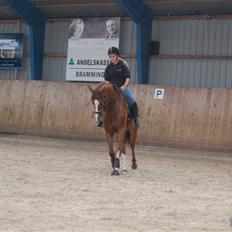 Dansk Varmblod Fiona-Wi