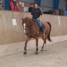 Dansk Varmblod Fiona-Wi