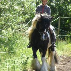 Irish Cob Ryan Van Der Gorterstraat