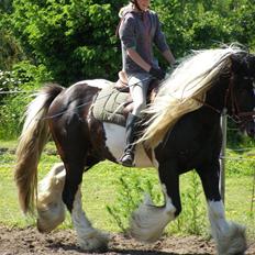 Irish Cob Ryan Van Der Gorterstraat
