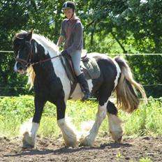 Irish Cob Ryan Van Der Gorterstraat