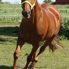 Anden særlig race Elaine † 11.10.11