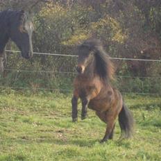 Shetlænder Jackson Speedy.