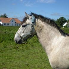 Anden særlig race Melgaards Spirit