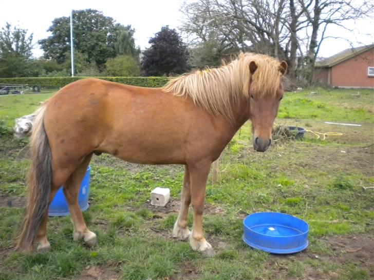 Islænder Jarl-Peter fra nørmark billede 20