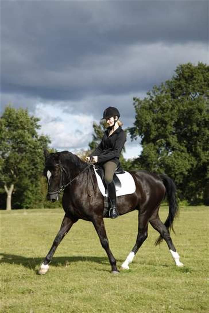 Anden særlig race Baldur (B-pony) SOLGT :'( - dressur hjemme på græset ;) billede 19