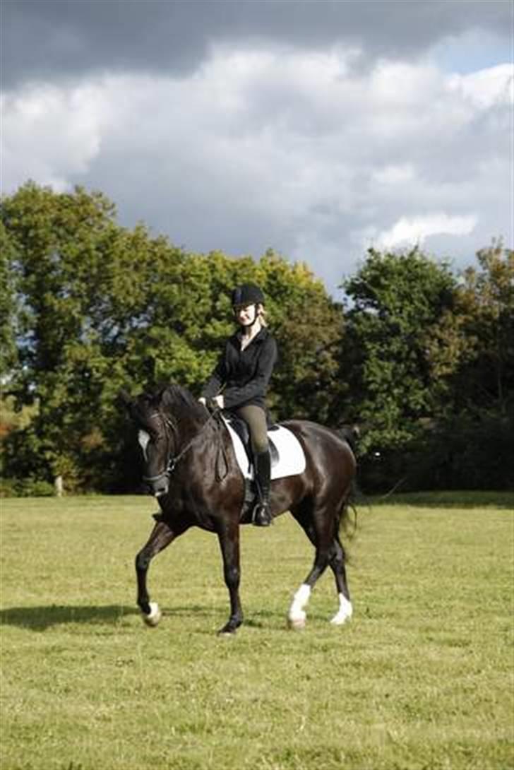 Anden særlig race Baldur (B-pony) SOLGT :'( - dressur hjemme på græset ;) billede 20