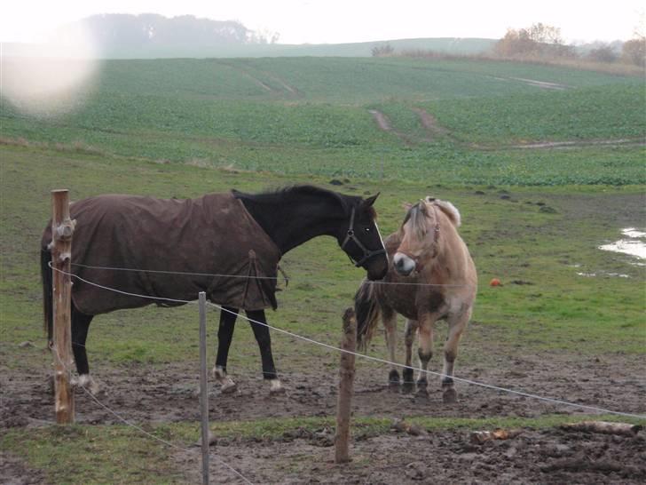 Fjordhest Jackson, solgt  - dato: 26/10-09. ankommet til gården. Laurel og Jackson hilser pænt på hinanden billede 6