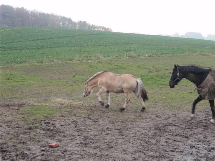 Fjordhest Jackson, solgt  - dato: 26/10-09. ankommet til gården. Laurel følger efter Jackson, som er på vej hen for at få noget at spise billede 7