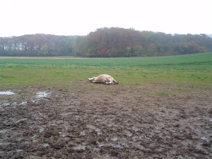 Fjordhest Jackson, solgt  - dato: 26/10-09. ankommet til gården. Er ved at rulle sig  billede 8