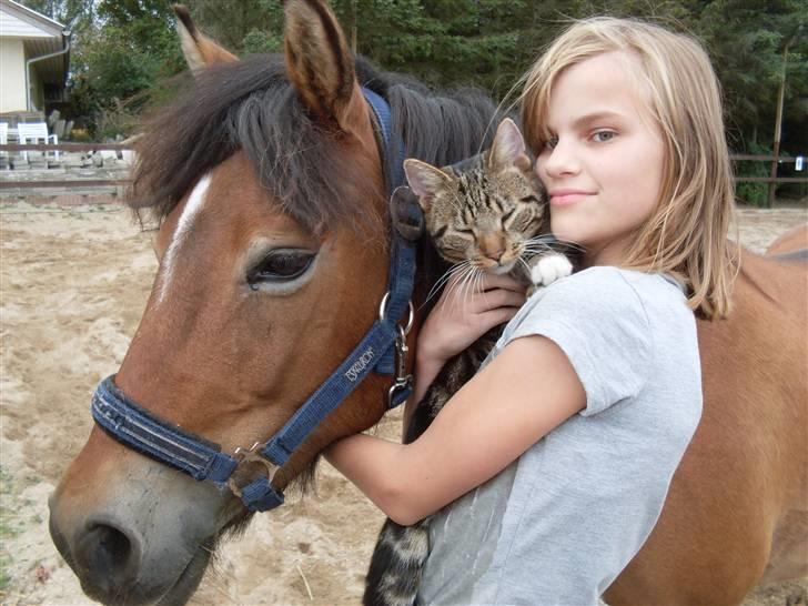 New Forest Molli *Søsters* - Mig, Molli og Figaro(min kat)  billede 5