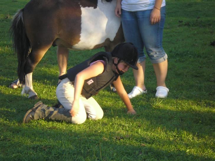 Anden særlig race Holger K ( K for Knudsen) - Ups. En tur i græsset efter en mega bukketur. billede 4