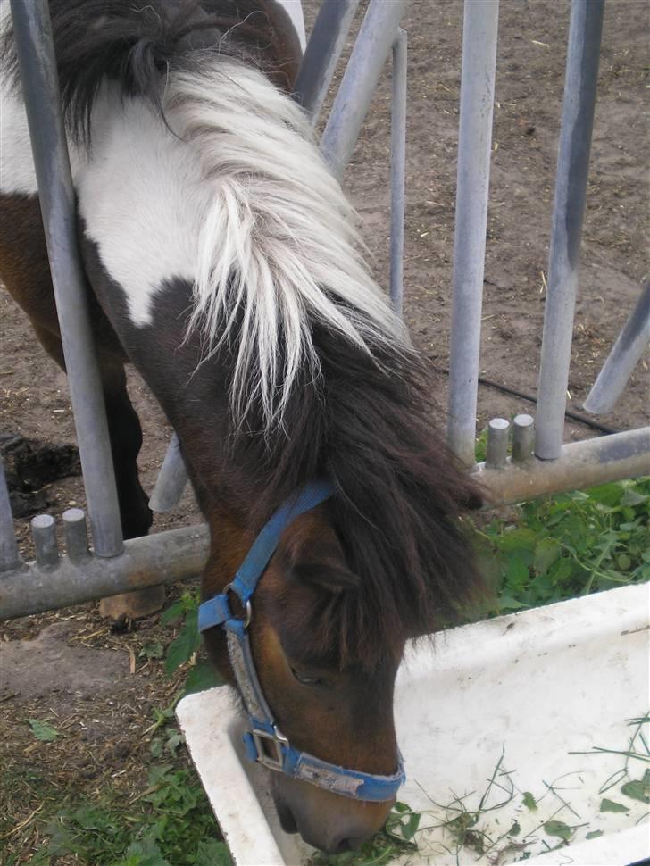 Anden særlig race Holger K ( K for Knudsen) - Uhm. Elsker græs. billede 5