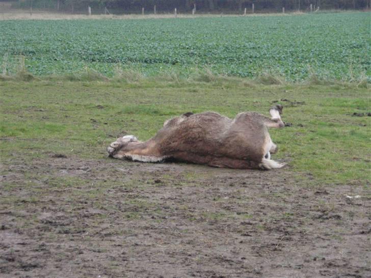 Fjordhest Jackson, solgt  - dato: 26/10-09. ankommet til gården. fjollede hest. det første han gør, er at rulle sig. skøre hest billede 9