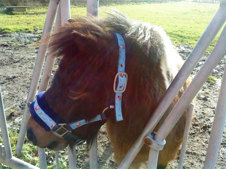 Anden særlig race Holger K ( K for Knudsen) - Er jeg ikke fin med min nye julegrime?? billede 6