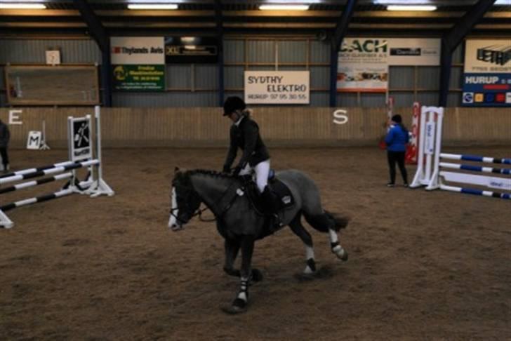 Welsh Cob (sec D) | Brynithon Brenhinol Magic - inden vi skal springe LB eller LC i Sydthy.. billede 15