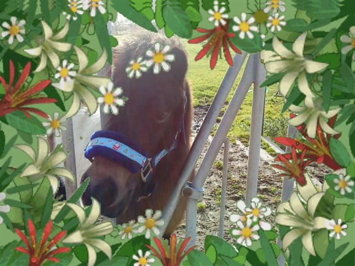 Anden særlig race Holger K ( K for Knudsen) - Blomsterhesten Holger. billede 8