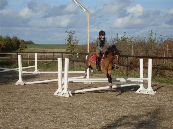New Forest Molli *Søsters* - Til springtrænning hos Malene! Dårligt fanget:// billede 6