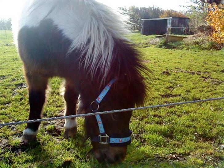 Anden særlig race Holger K ( K for Knudsen) - Der er ikke noget så godt som græs. billede 10