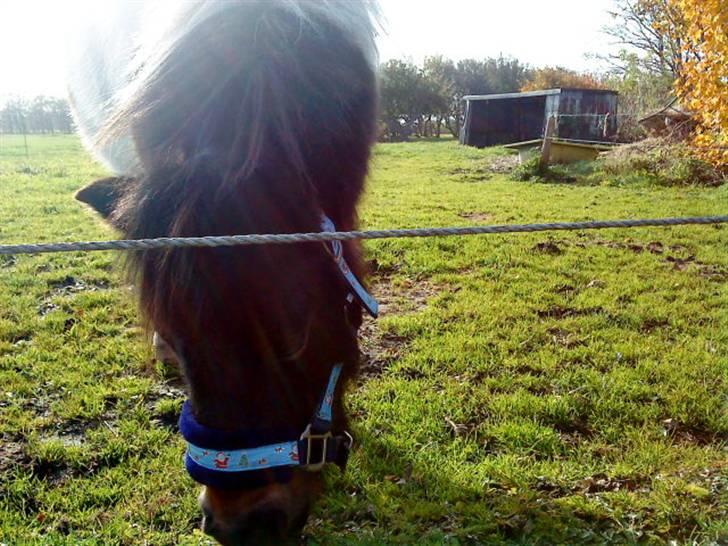 Anden særlig race Holger K ( K for Knudsen) - Er jeg ikke fotogen? billede 11