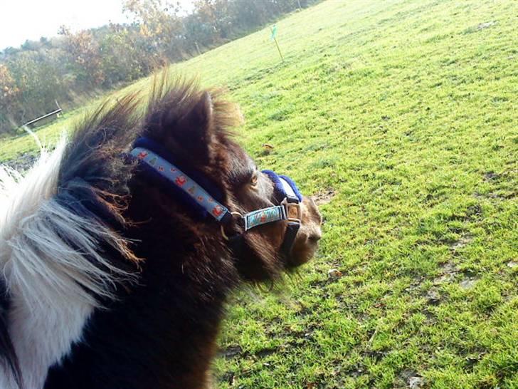 Anden særlig race Holger K ( K for Knudsen) - Hiltons marker er gode. billede 12